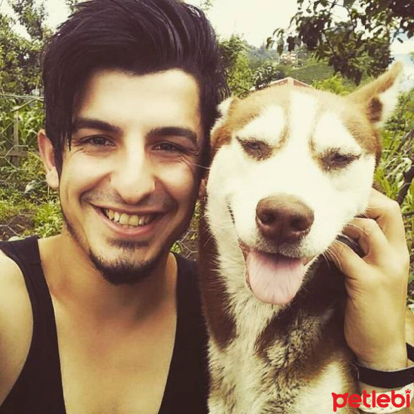 Alaskan Malamute, Köpek  GOFRET fotoğrafı