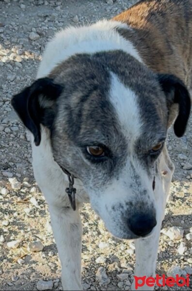 Sokö (Sokak Köpeği), Köpek  Yaman fotoğrafı