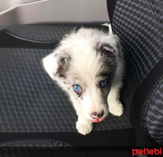 Border Collie, Köpek  Maya fotoğrafı