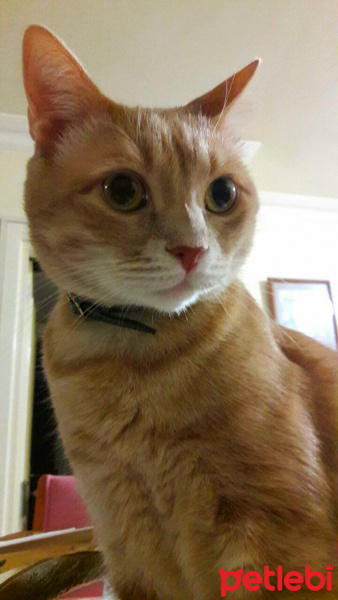 Abyssinian, Kedi  somon fotoğrafı