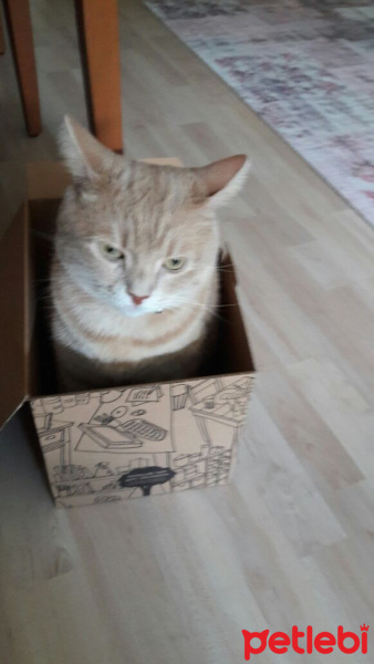 Abyssinian, Kedi  somon fotoğrafı