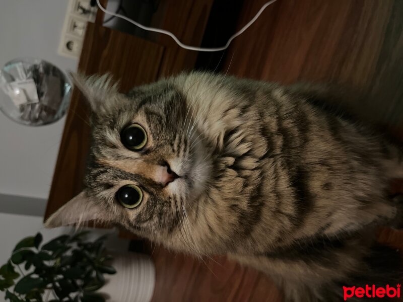 Tekir Kedi, Kedi  Freya fotoğrafı