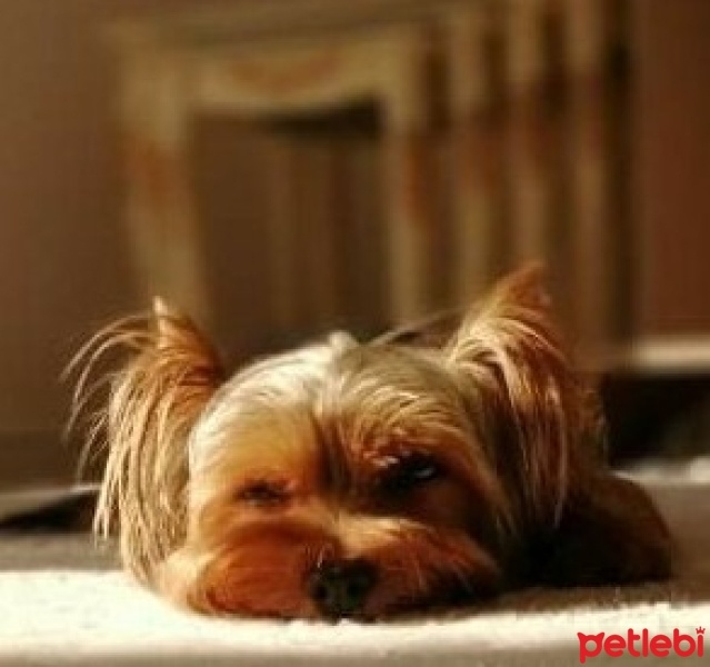 Yorkshire Terrier, Köpek  Zeytin fotoğrafı