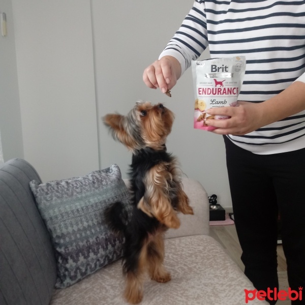 Yorkshire Terrier, Köpek  Zeytin fotoğrafı