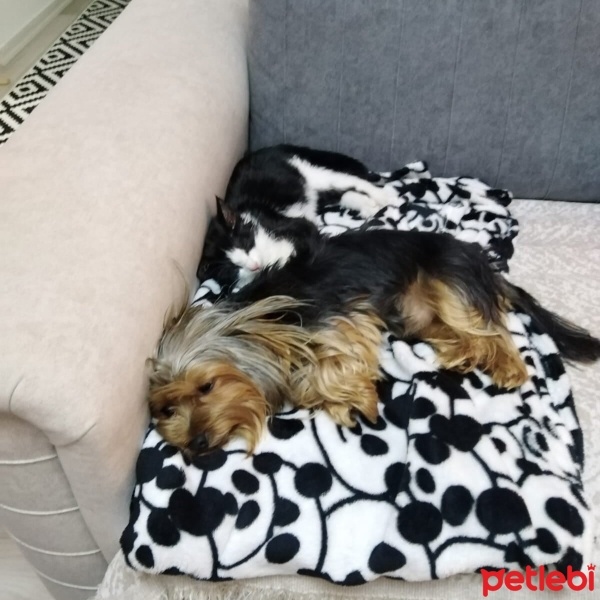 Yorkshire Terrier, Köpek  Zeytin fotoğrafı