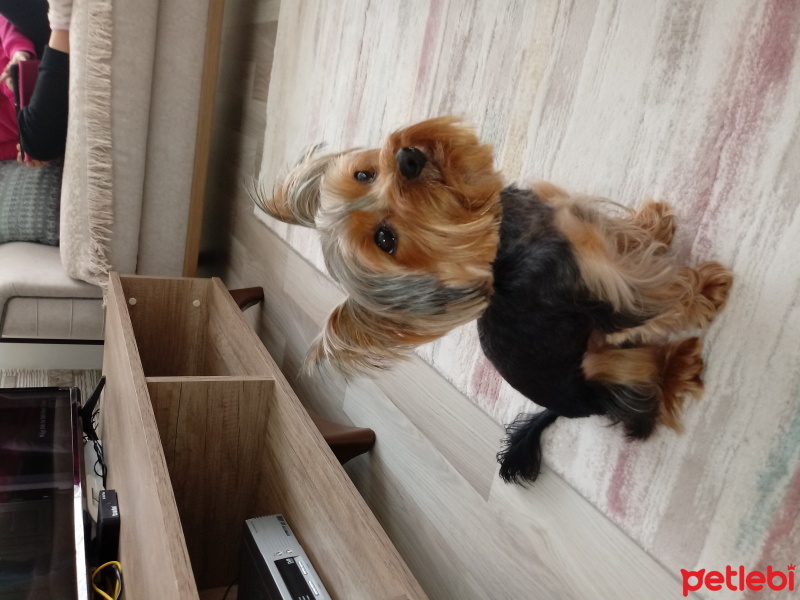 Yorkshire Terrier, Köpek  Zeytin fotoğrafı