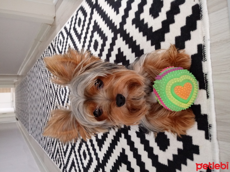 Yorkshire Terrier, Köpek  Zeytin fotoğrafı