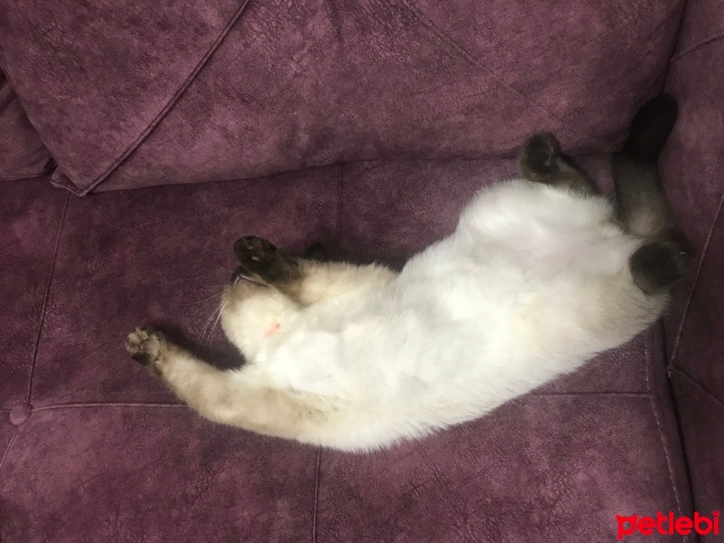 British Shorthair, Kedi  Bulut fotoğrafı