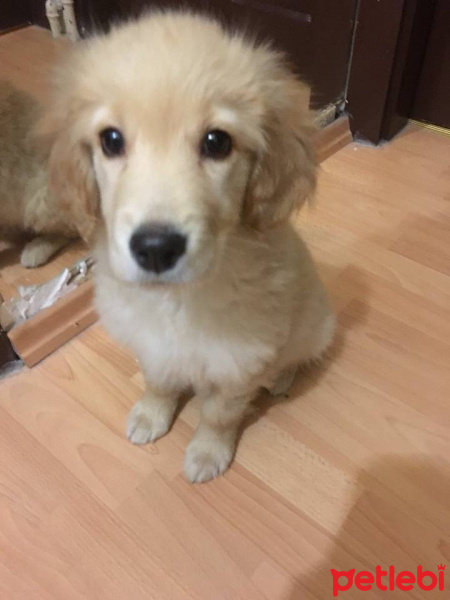 Golden Retriever, Köpek  Ufaklık fotoğrafı