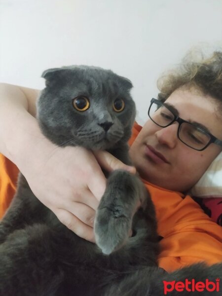 Scottish Fold, Kedi  Osman fotoğrafı