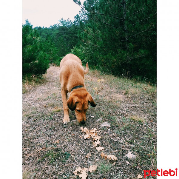 Golden Retriever, Köpek  Mira fotoğrafı