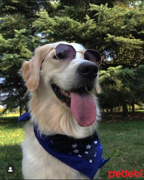 Golden Retriever, Köpek  SATÜRN fotoğrafı