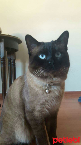 Siyam Kedisi, Kedi  bilbo fotoğrafı