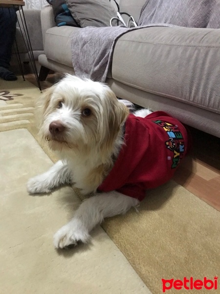 Maltese, Köpek  Şans fotoğrafı