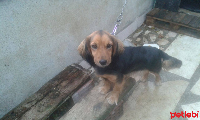 İngiliz Cocker Spaniel, Köpek  suzzy fotoğrafı