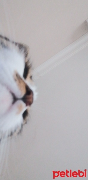 Tekir Kedi, Kedi  Lola fotoğrafı