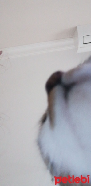 Tekir Kedi, Kedi  Lola fotoğrafı