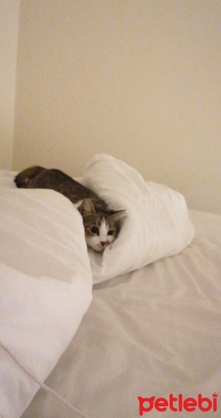Tekir Kedi, Kedi  Lola fotoğrafı