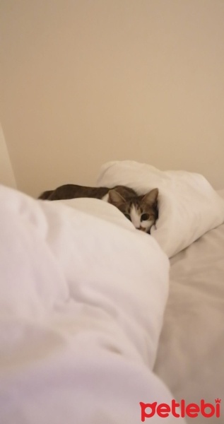 Tekir Kedi, Kedi  Lola fotoğrafı