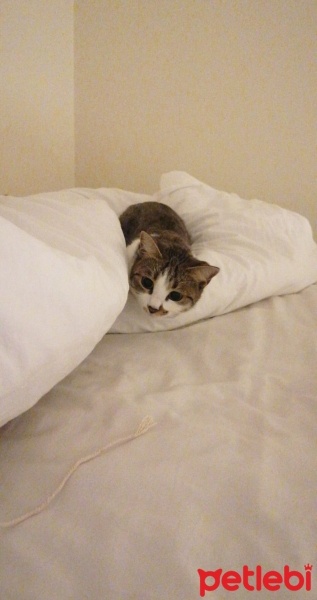 Tekir Kedi, Kedi  Lola fotoğrafı