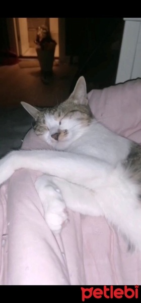 Tekir Kedi, Kedi  Lola fotoğrafı