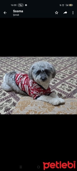 Maltese, Köpek  Miya fotoğrafı