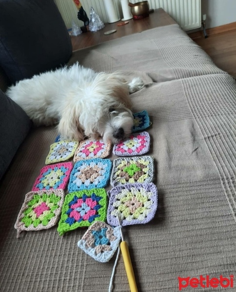 Maltese, Köpek  Latte fotoğrafı