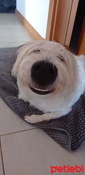 Maltese, Köpek  Latte fotoğrafı