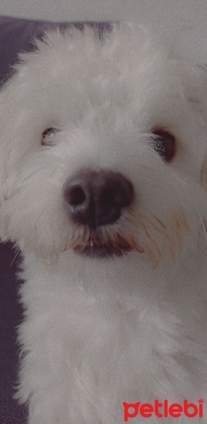 Maltese, Köpek  Latte fotoğrafı