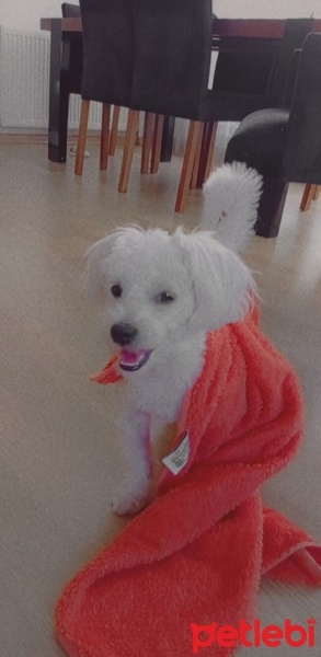 Maltese, Köpek  Latte fotoğrafı