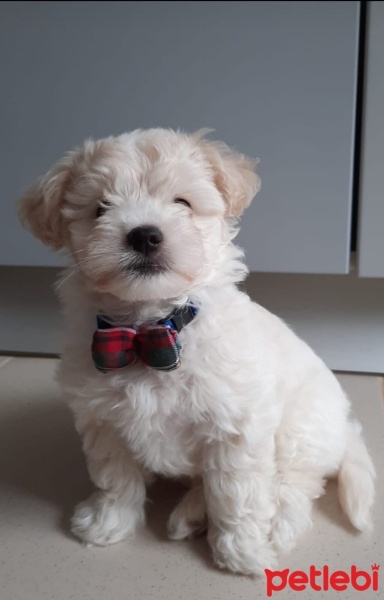 Maltese, Köpek  Latte fotoğrafı