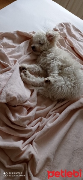 Maltese, Köpek  Latte fotoğrafı