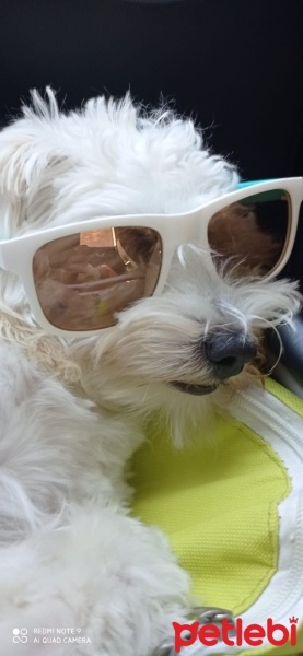 Maltese, Köpek  Latte fotoğrafı