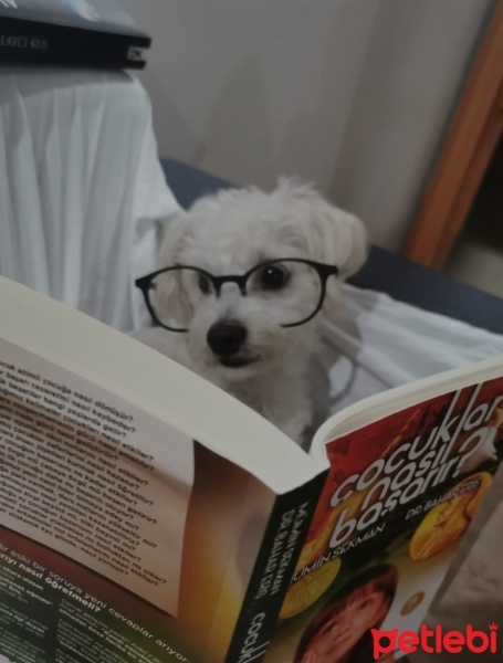 Maltese, Köpek  Latte fotoğrafı