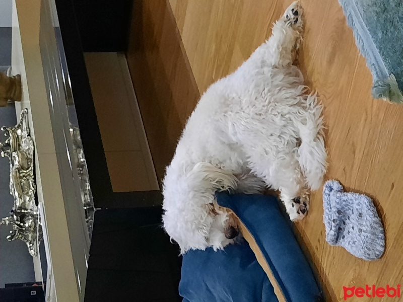 Maltese, Köpek  Latte fotoğrafı