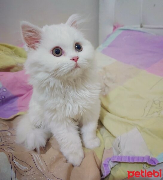 British Longhair, Kedi  Nova fotoğrafı