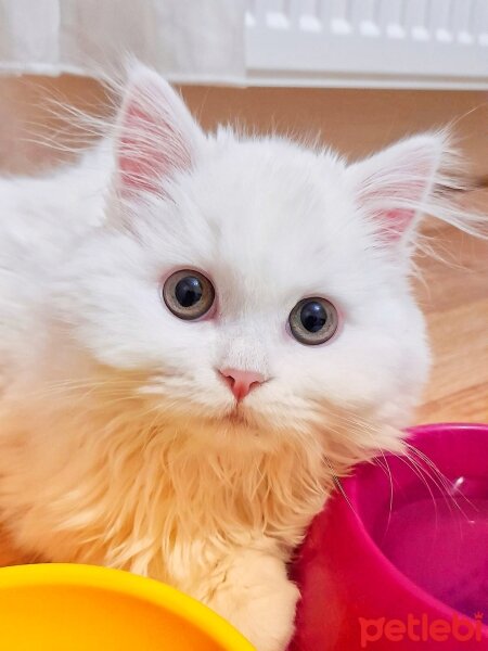 British Longhair, Kedi  Nova fotoğrafı