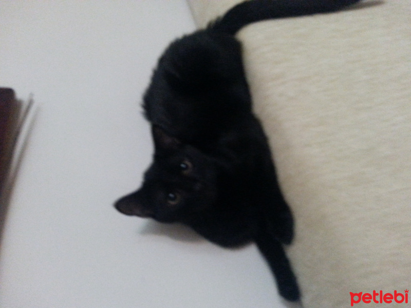 Bombay, Kedi  Ponçik fotoğrafı