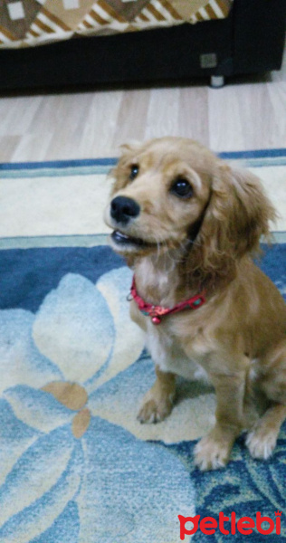 Amerikan Cocker Spaniel, Köpek  liza fotoğrafı