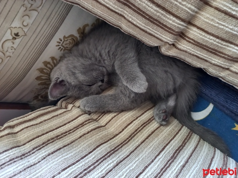 British Shorthair, Kedi  VENÜS fotoğrafı