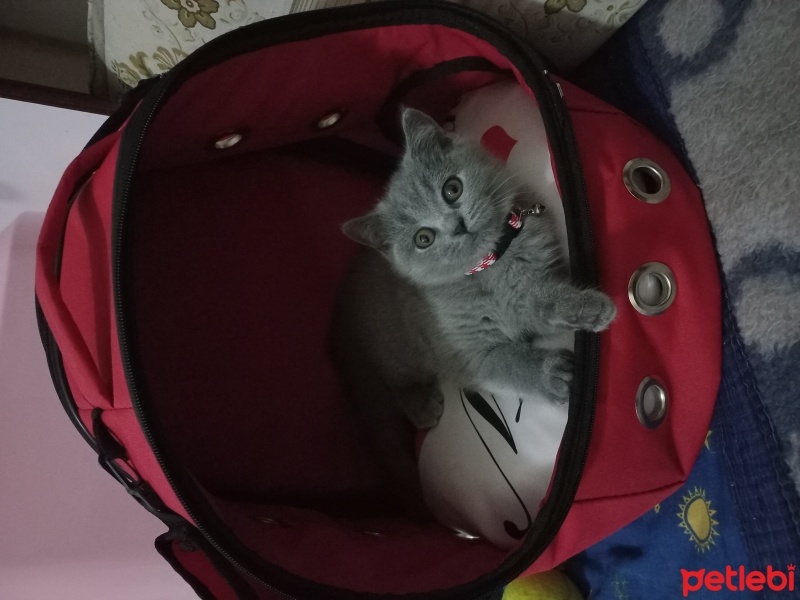 British Shorthair, Kedi  VENÜS fotoğrafı