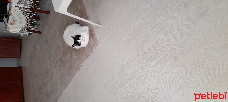 Tekir Kedi, Kedi  Bıcık fotoğrafı