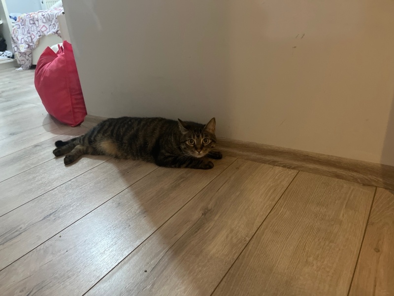 Tekir Kedi, Kedi  Karamel fotoğrafı