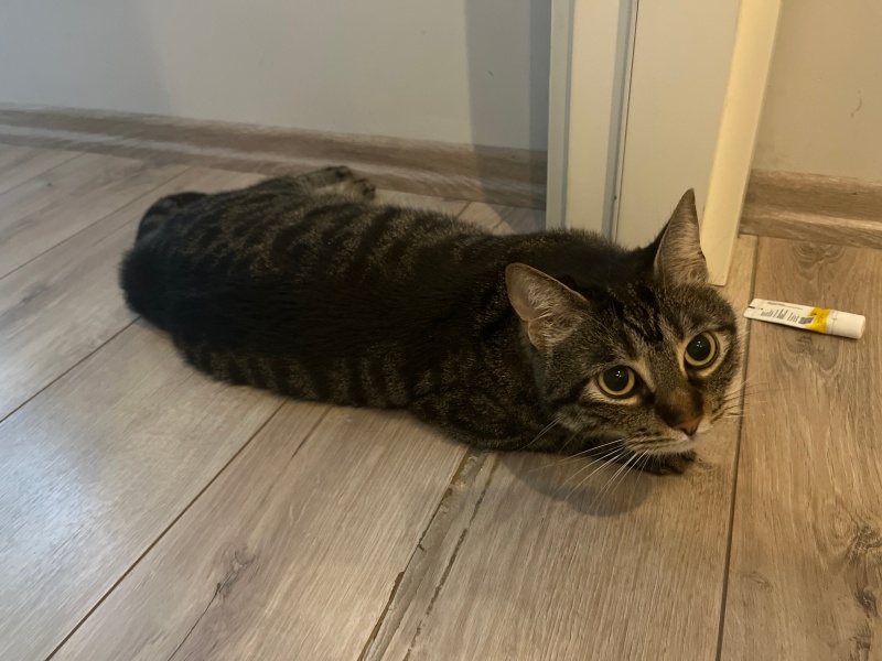 Tekir Kedi, Kedi  Karamel fotoğrafı