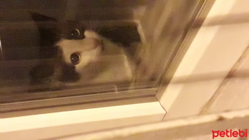Van Kedisi, Kedi  Gece fotoğrafı