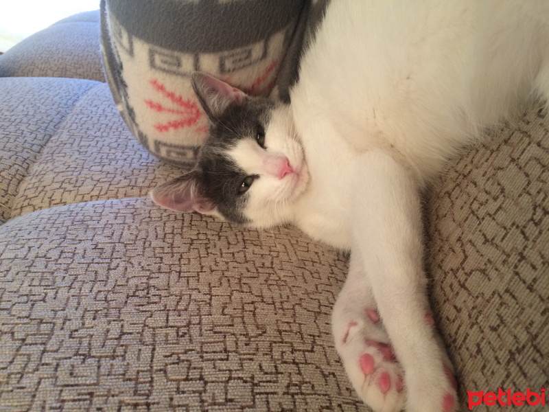 American Wirehair, Kedi  Çıtır fotoğrafı