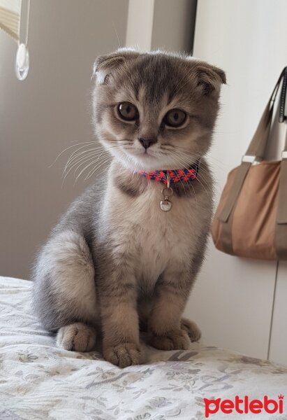 Scottish Fold, Kedi  Matmazel fotoğrafı