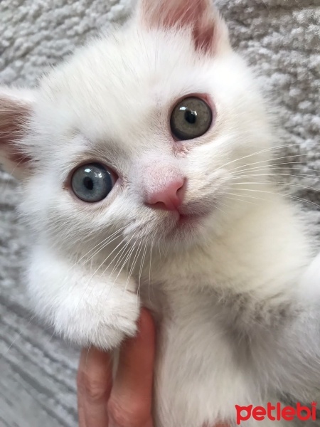 British Shorthair, Kedi  Boncuk gözlüm fotoğrafı