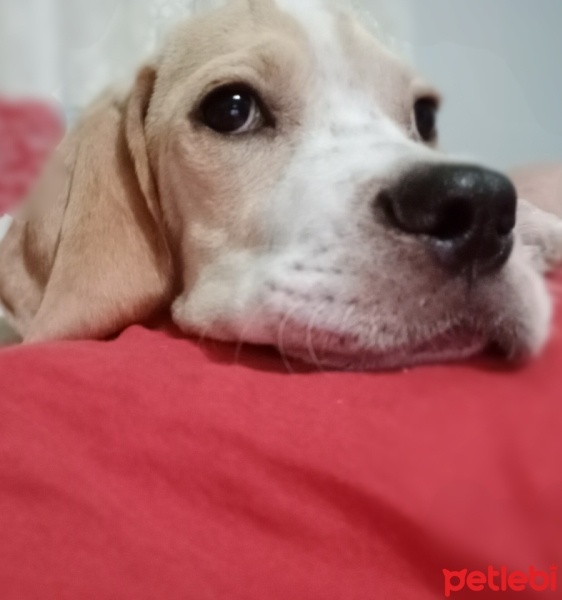 Pointer, Köpek  Oscar fotoğrafı