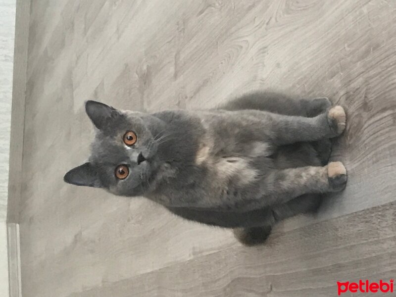 British Shorthair, Kedi  Marry fotoğrafı